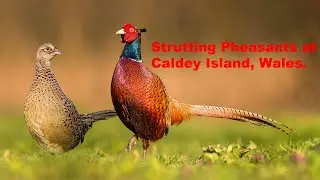 Strutting Pheasants at Caldey Island, Wales.