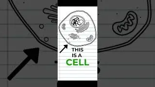 IB Biology 1.1 Review Part 1