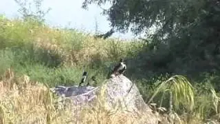 Розовые скворцы (Sturnus roseus)