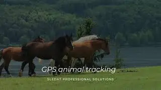 Sledat best GPS animal tracking system