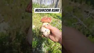 Late summer mushroom foraging