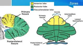 Neurosurgery written board crash course - cerebellum part 1