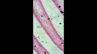 Microscope plant specimen through a 1920s microscope