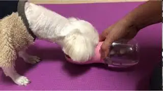 pet care cup