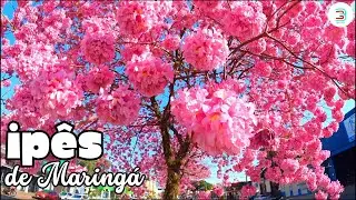 Ipês de Maringá Paraná