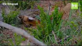 Python swallowing  impala