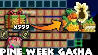 GAMBLING MY DLS ON PINE WEEK + GOT SCAMMED || GROWTOPIA