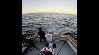 Exmouth Black Marlin Bait And Switch.