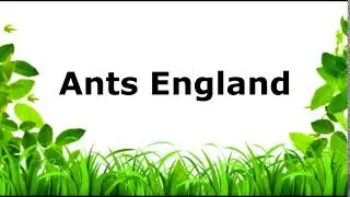Ants England's Intro