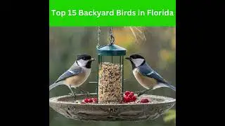 Top 15 Backyard Birds in Florida