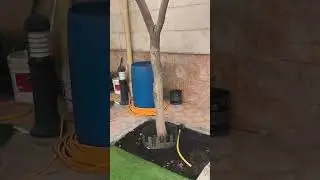 تحفيز اشجار  الفواكه على التزهير والإثمار
