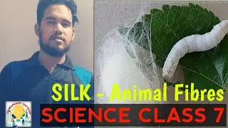 Silk - Animal Fibres || Science || Class 6 & 7 || Pearson