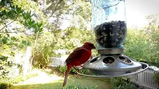 Bird Feeders: Avoid These Cardinal Feeding Mistakes