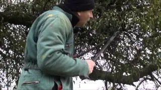 Picking mistletoe for xmas