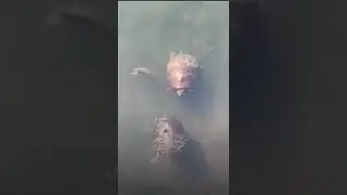 Funny turtles caught playing together in the water