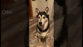 Dog whisper bark