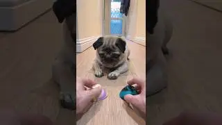 Найди лакомство для собаки! 😜 #мопс #собака #игры