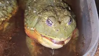 Bullfrog Eats A Mouse - Warning Live Feeding