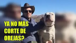 al dogo argentino YA NO SE LE PUEDEN C0RTAR LAS OREJAS