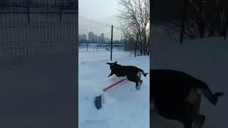 &lrm;⁨@misshanny23⁩&nbsp; на собачьей площадке #собака #dog #энтлебухер #дрессура #энтлебухер #puppy