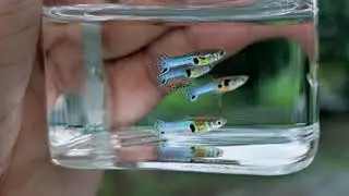 Endler - Guppy, Snake skin Japan blue mini grass. New breed 2023 - wild type by topaquariumhome.