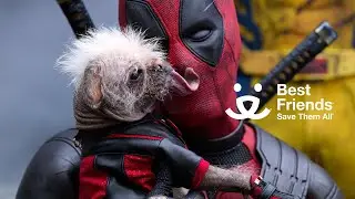Marvel Studios&rsquo; Deadpool & Wolverine | Best Friends Animal Society &ndash; Pet Adoption PSA