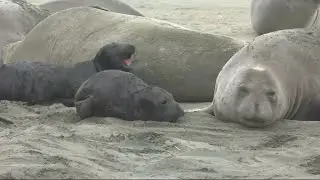 Gov't Shutdown Brings Elephant Seals To Point Reyes Beach