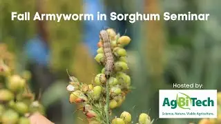 AgBiTech's Fall Armyworm in Sorghum Seminar - November 2021