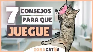 &iquest;Tu gato NO JUEGA? ➡ 7 CONSEJOS para que entre al juego