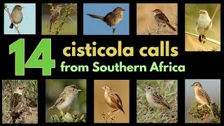 14 CISTICOLA CALLS from Southern Africa