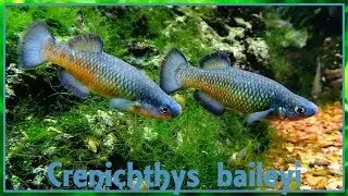 Crenichthys baileyi - (Gilbert, 1893) - (Goodeidae) - 