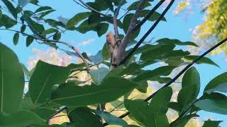 A Lizard climbing on the tree