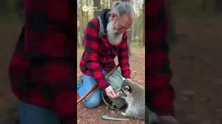 Raccoon Ate From His Hand in the Wild #animals #shocking #wildlife