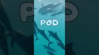 Latest Song - The Animal Alphabet #abcsong #animalabcs #animalalphabet #animalabc #alphabetsong