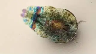 Sapphirina darwinii