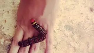 Lagarta colorida