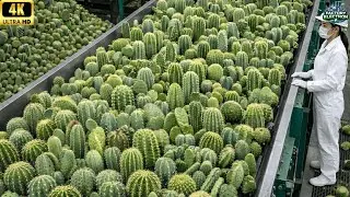 Inside a Modern Cactus Factory &ndash; From Raw Cactus Plants to Finished Products Full Process