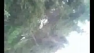 BAUM f&auml;llt(echt krasse Lache)