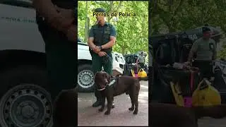 Perros de Polic&iacute;a 🐶🐶 🇪🇦 | K 9 #perros #K9