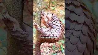 У панголина непробиваемая броня.