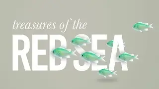 Blue Green Damselfish (Chromis Viridis) in the Red Sea.