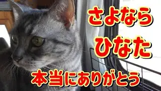 ひなたありがとう。ひなたが妻のいる天国に旅立ちました。皆さん今までありがとうございました。