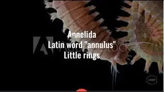 Annelida ( metamerism/ setae/ parapodia) NEET/AIIMS/JIPMER