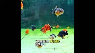 AQUATIC SANCTUARY: 🌿 Bulky Ranchus Thrive in This Unique Paludarium Habitat Setup