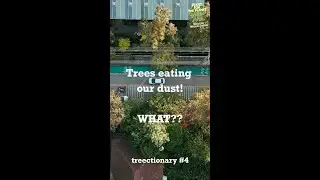 Trees eating our dust. WHAT???