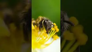 Macro Insect Photos with a Fotodiox C-mount to Micro Four Thirds Adapter