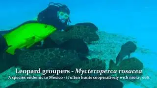 Leopard grouper - Cabrilla rosa - Mycteroperca rosacea
