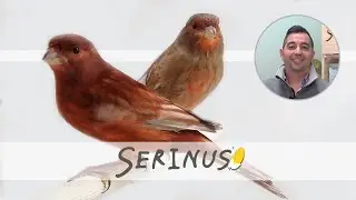 ¿Por qué alimentar con Serinus?