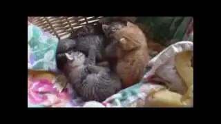Katzenauge.mpg