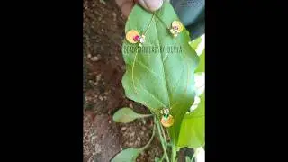 handmade jewellery Lakshmi coin chain#ytshorts#trending#shots#latest#troll#music#song#onlineshopping
